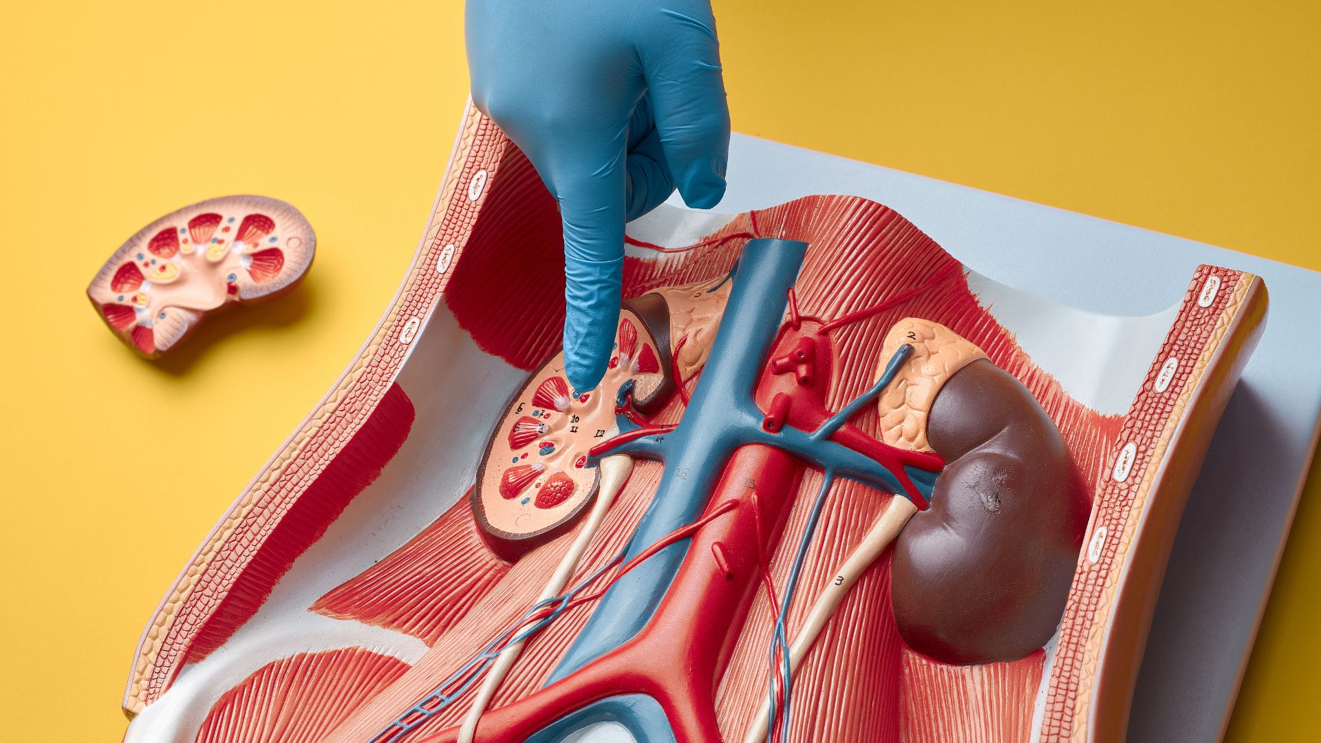 Vasectomia, L’anticoncezionale maschile: la scelta di cui gli uomini parlano ancora poco